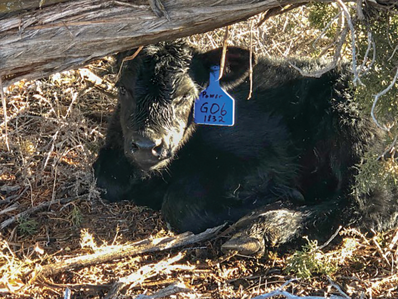 calf with fresh ear tag