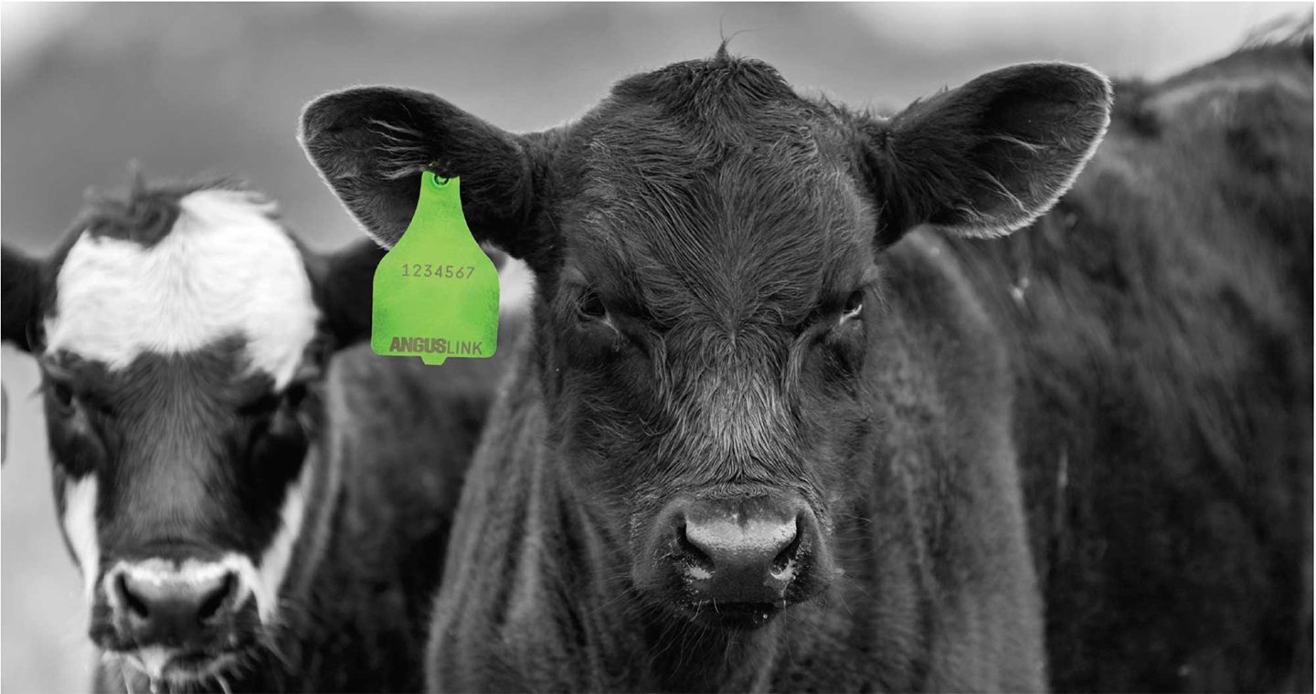 A black and white photo of a cow with a green AngusLink ear tag