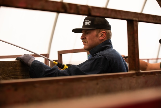 Tory Knobloch practices BQA while loading cattle headed to Upper Iowa Beef alongside his parents.