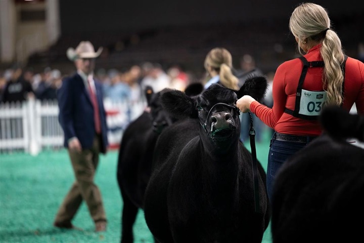 A young girl showing an Angus Heifer at a NAILE show.