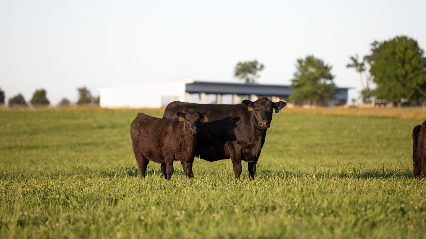 Cow and calf on pasture