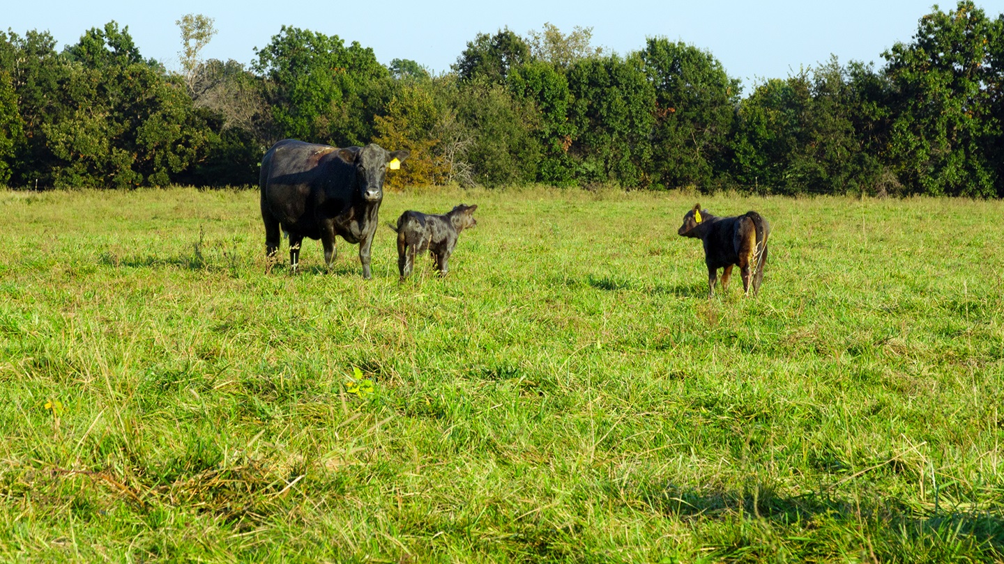 cow and calves on fescue