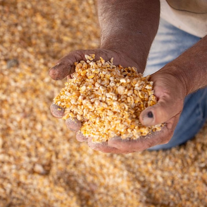 A person holding a handful of corn up to inspect quality from a large amount of stored corn.