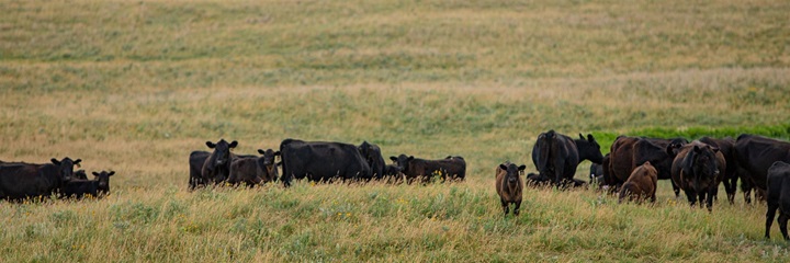 Herd of Angus cattle grazing in a rolling, green pasture at dusk.