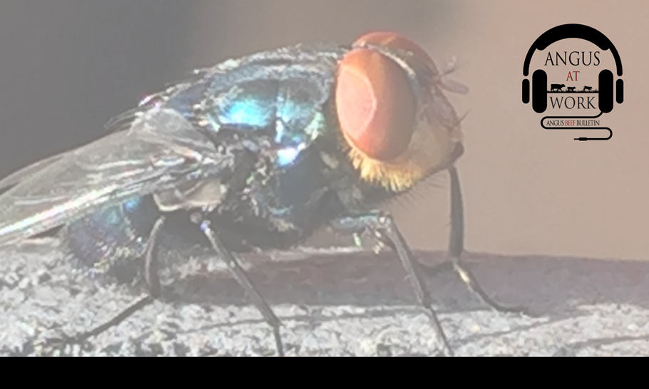 Side profile of metallic blue with orange face New World screwworm fly. 