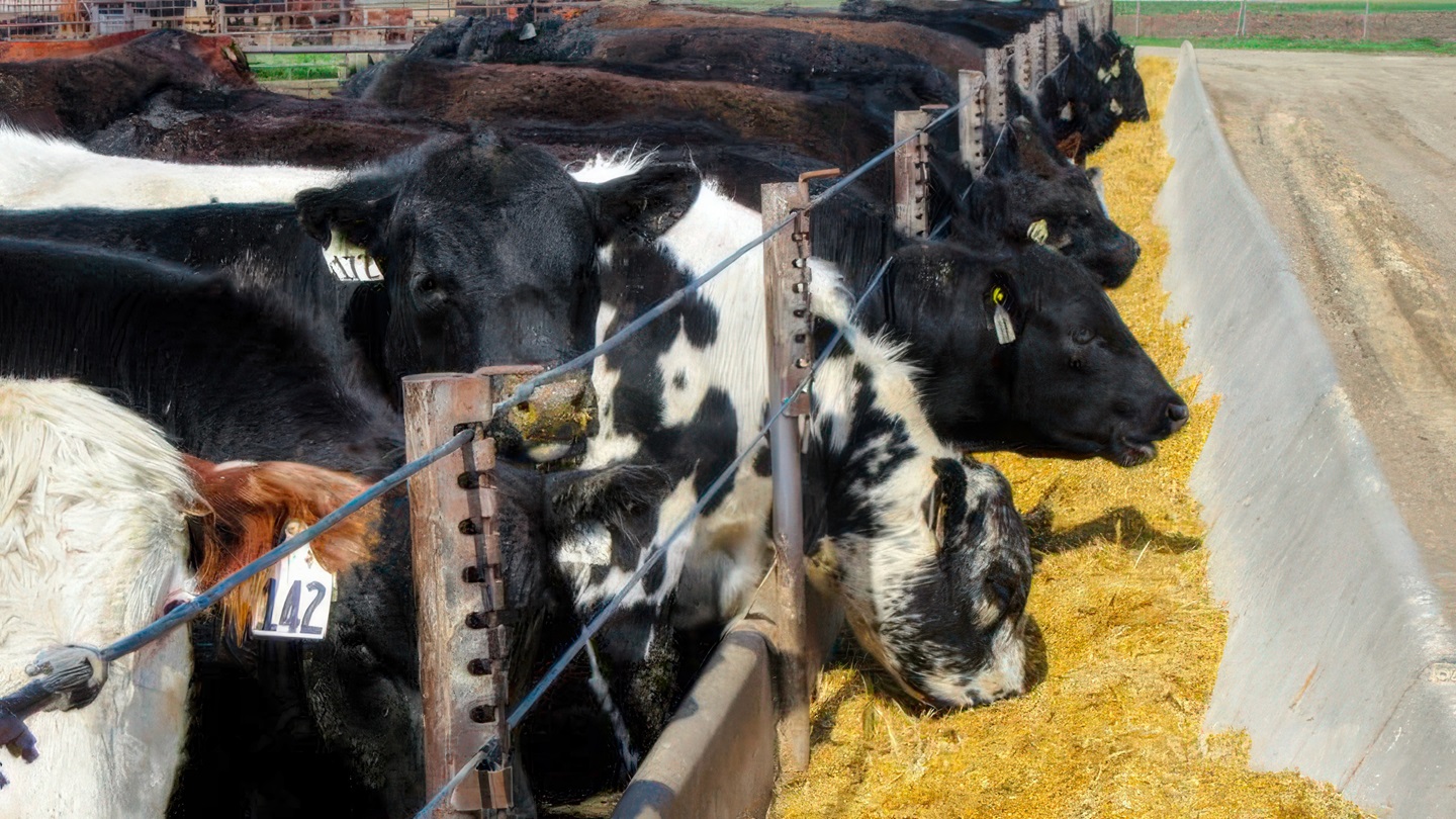 feedlot cattle