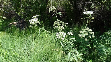 Water hemlock. [Photo by Kevin Welch.]