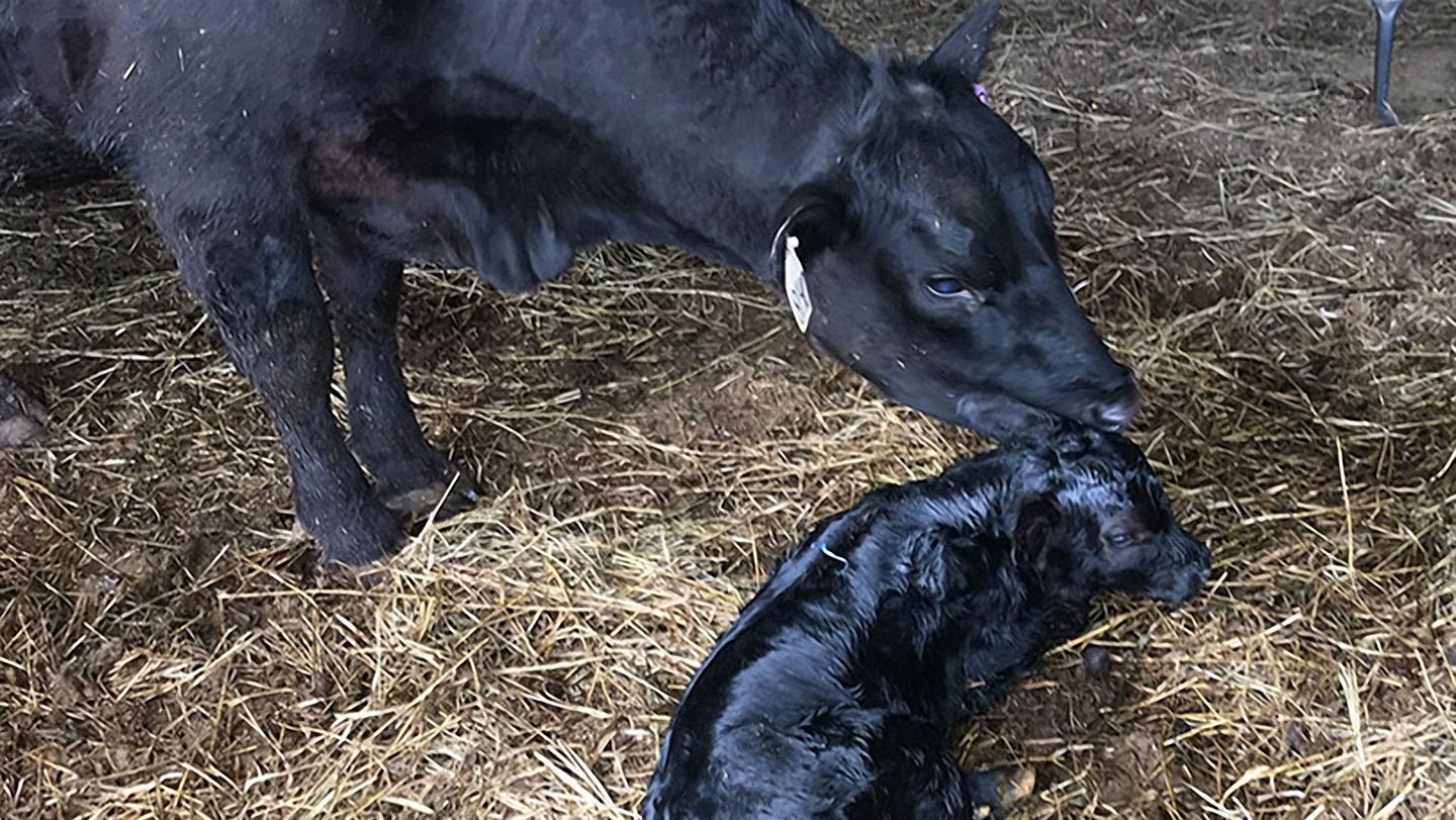 cow with calf
