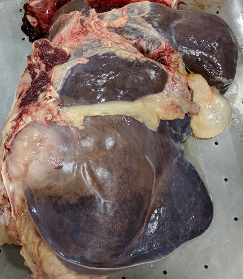 Liver abscess attached to the diaphragm. Photo by Jerad Jaborek, Michigan State University Extension.