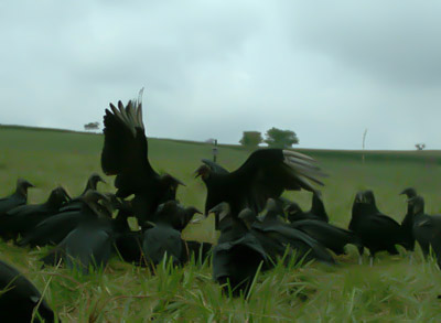 vultures