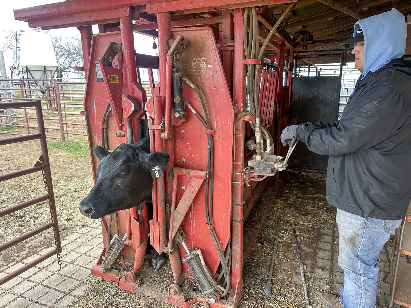 cattle in a chute