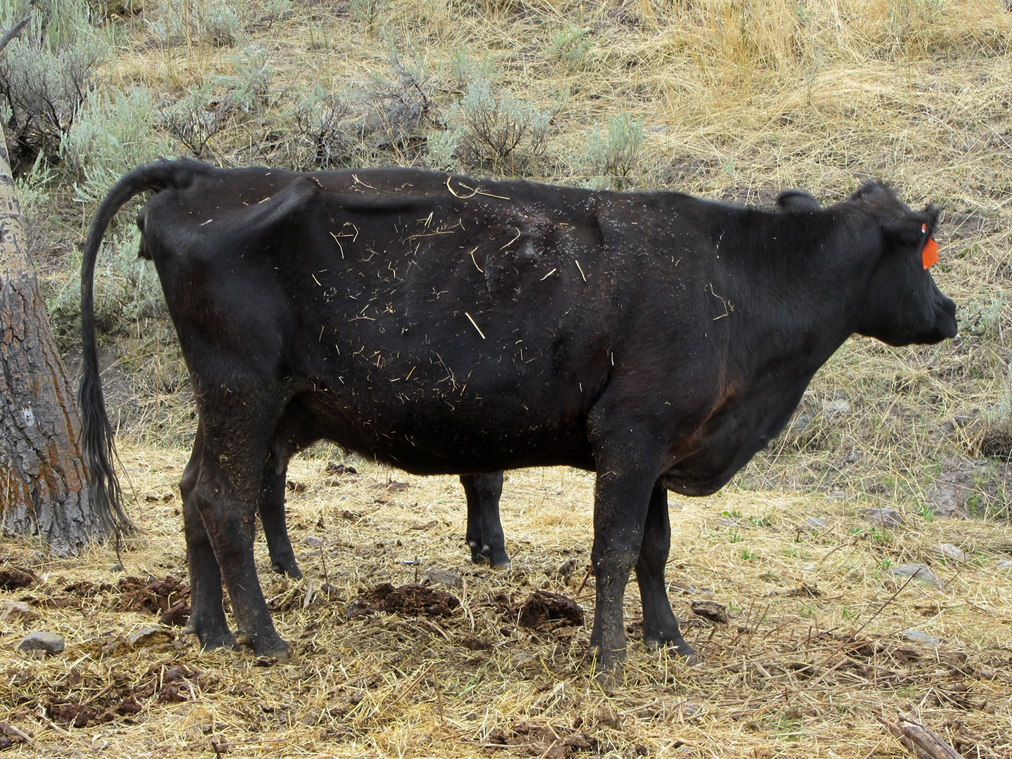 Thin cow