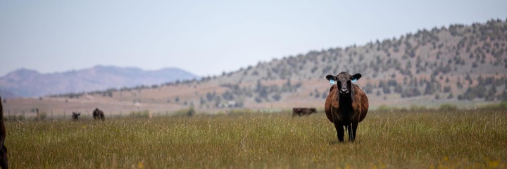 Single Angus cow standing alone in a pasture.