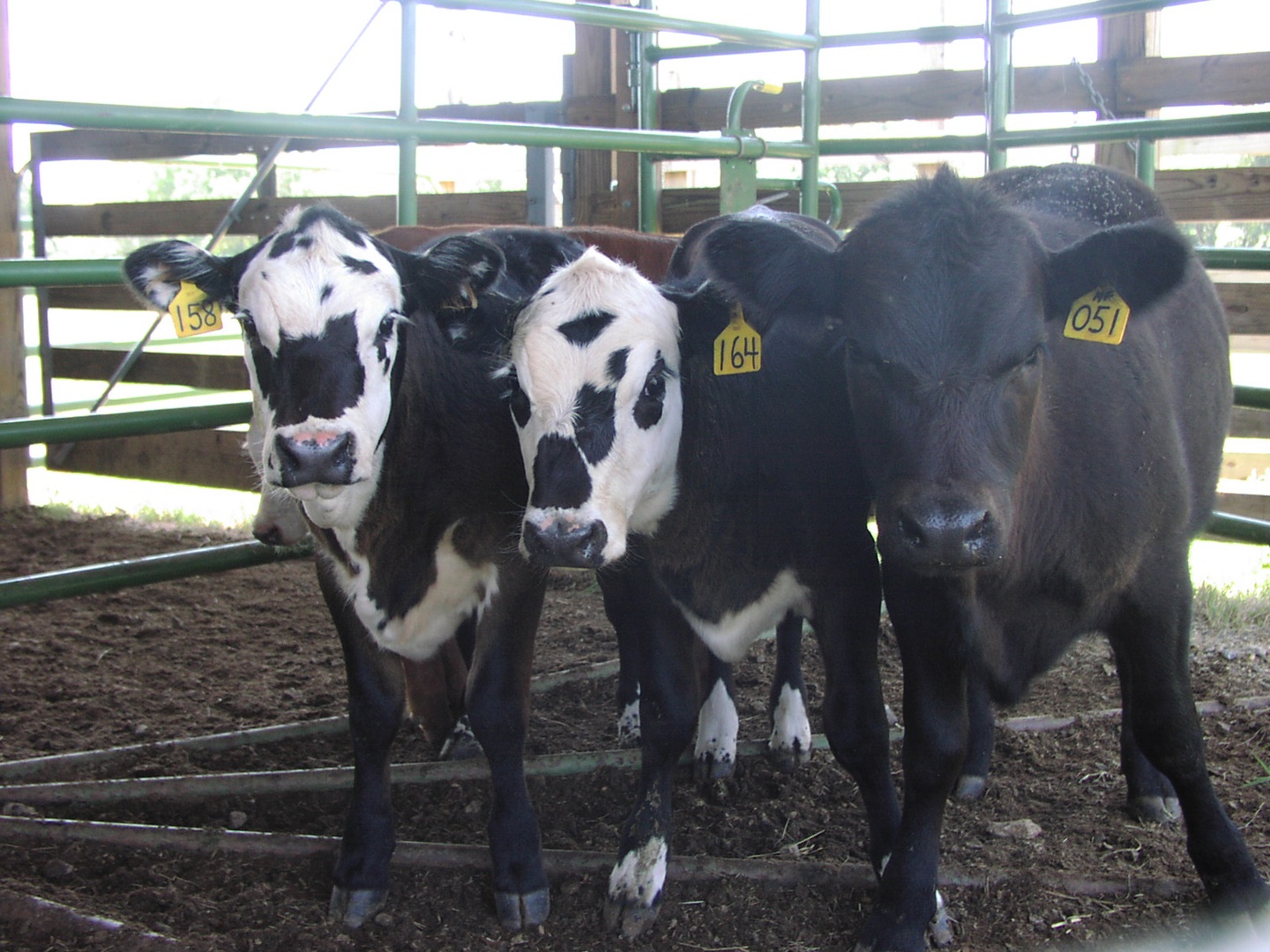 calf