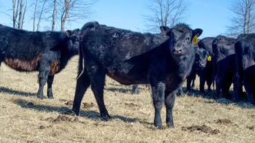 Replacement Heifers