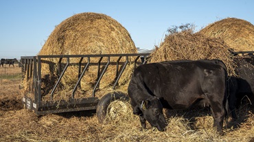 A hay trailer has the advantage of holding several bales at once and can be easily moved from pasture to pasture or to another farm.