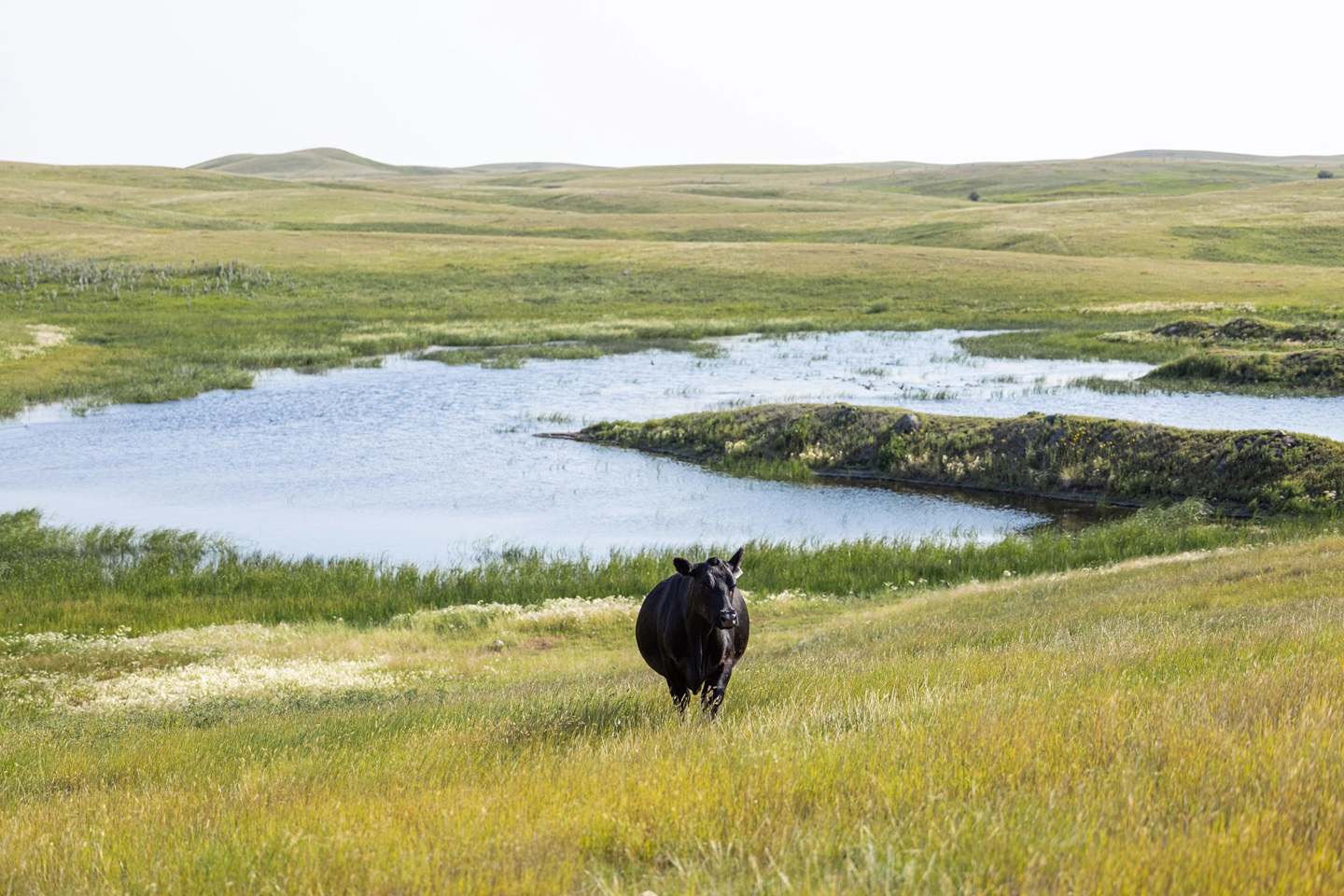 heifer in pasture 