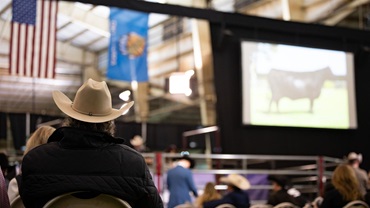 Angus Foundation Heifer Package Sale