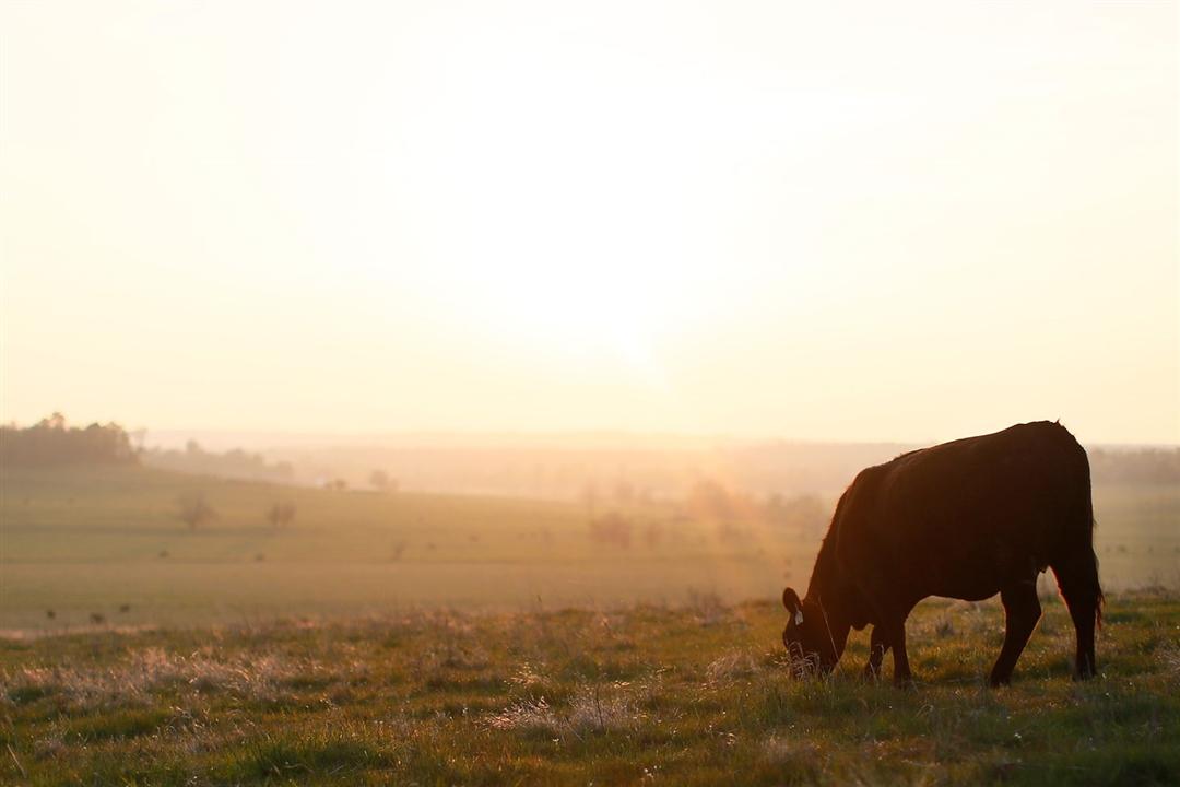 A single Angus cow grazing in a pasture at dawn.