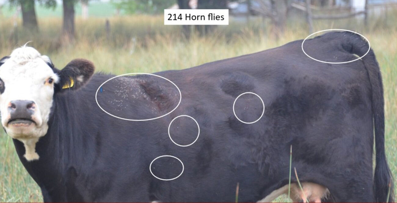 Horn Flies on a cow