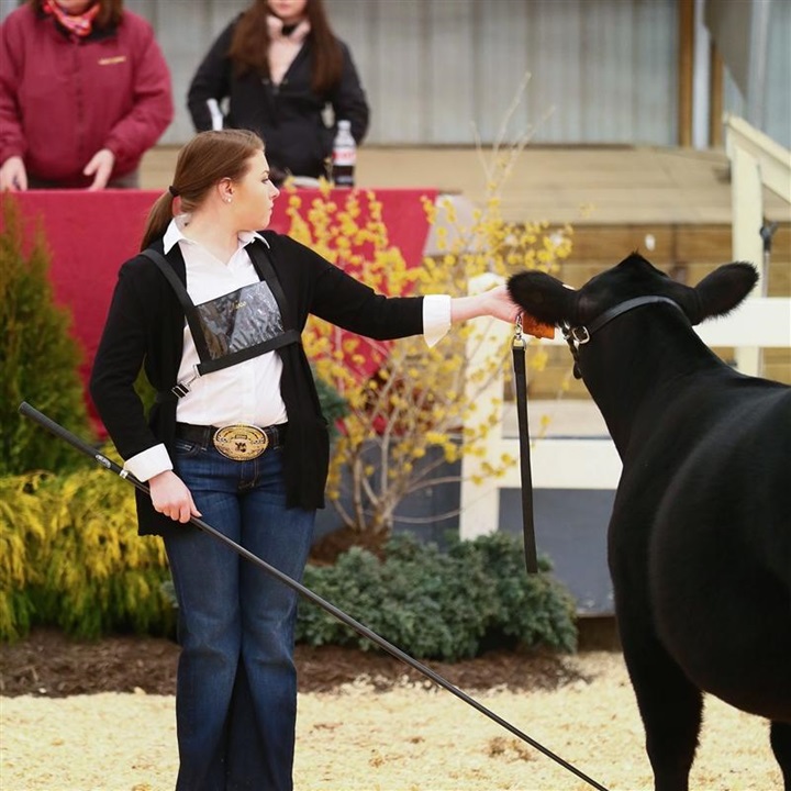 A young female showing an Angus heifer at an MAJAC event.