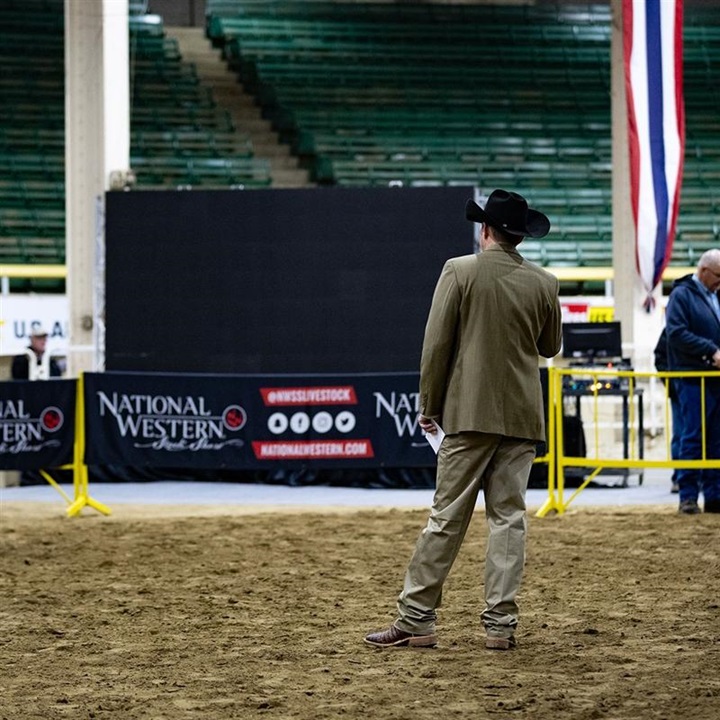 A judge evaluating a heifer in the show ring.