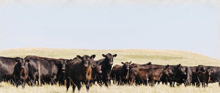 cattle