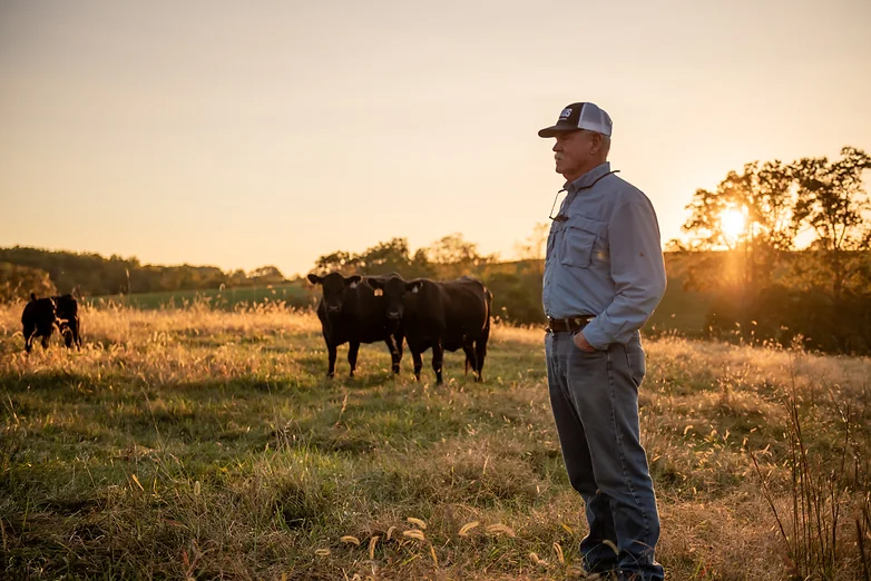 man in pasture at sunset