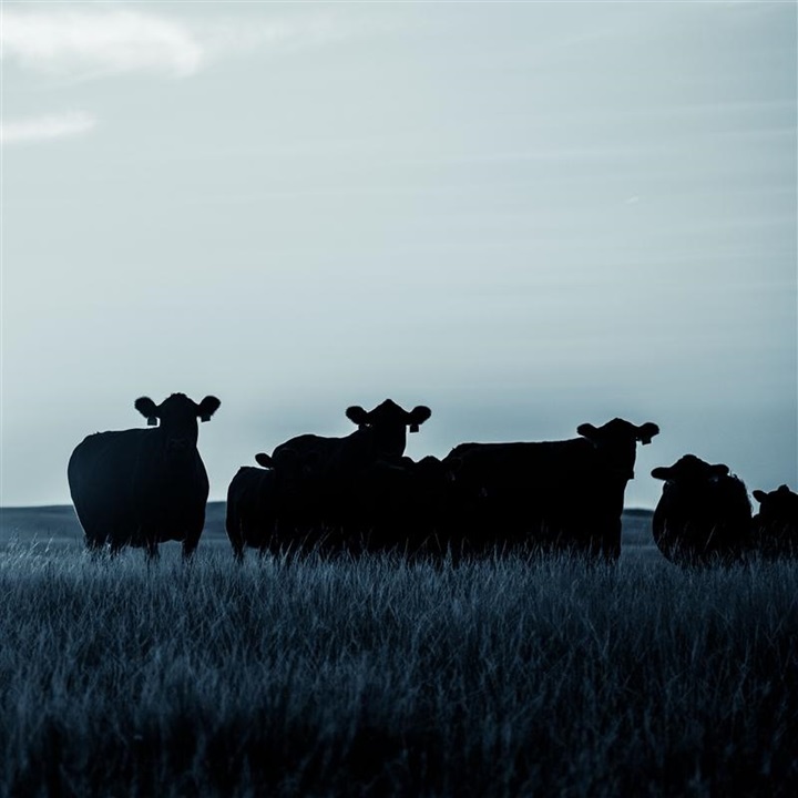 Angus cows at sunset in a tall pasture.