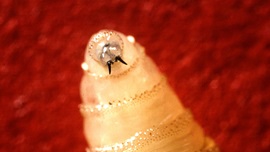 Cochliomyia hominivorax