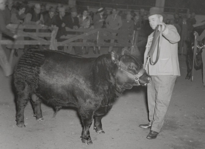 1949_denver_bull