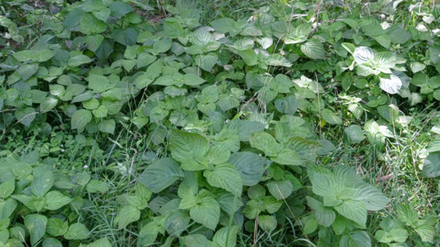 Perilla mint