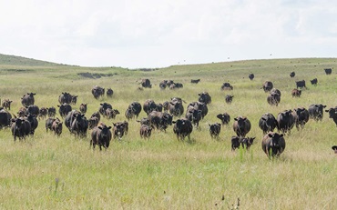 Herd in a field