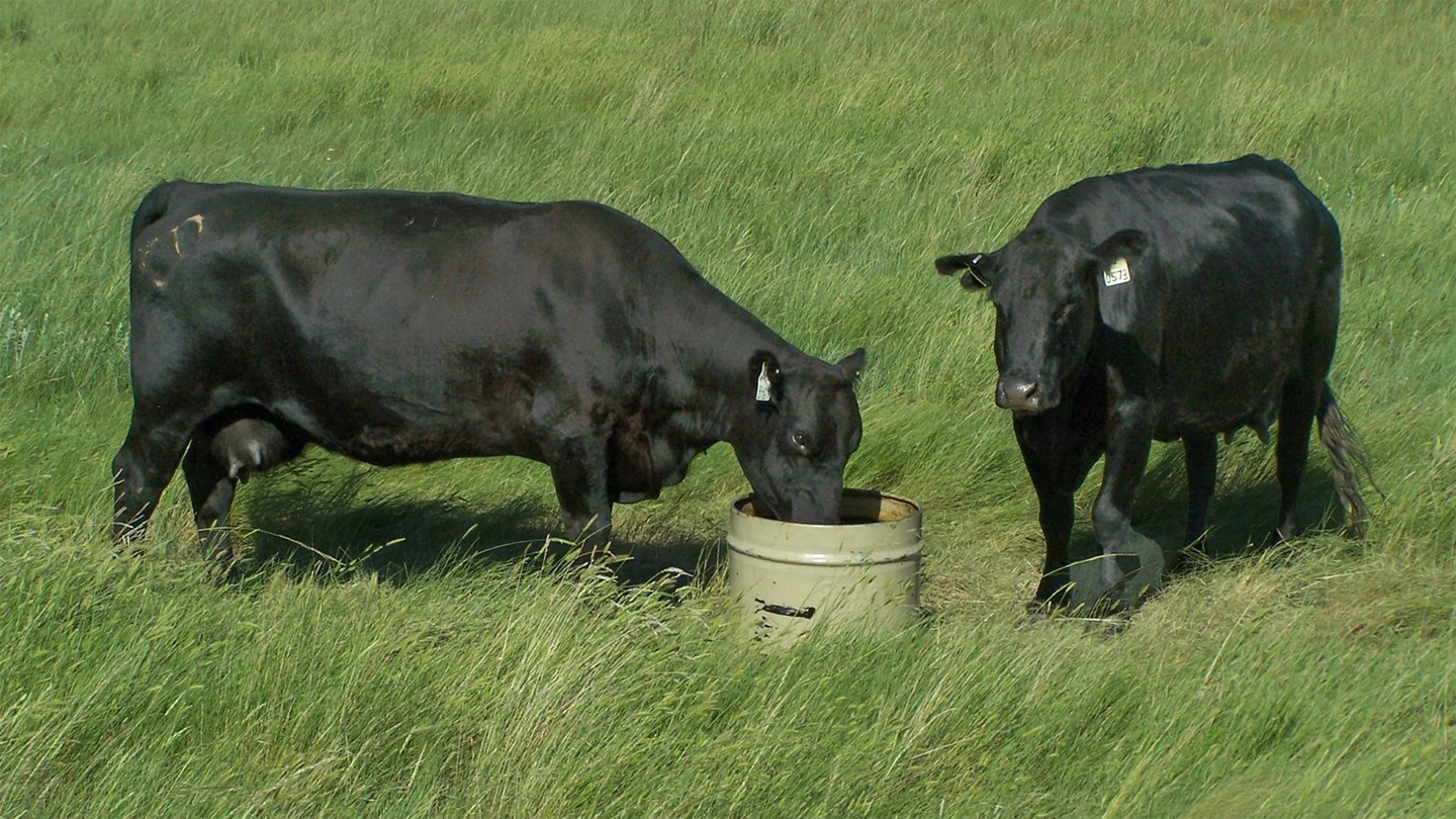 cows at feeder in pasture
