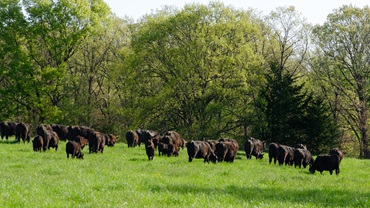cattle on pasture