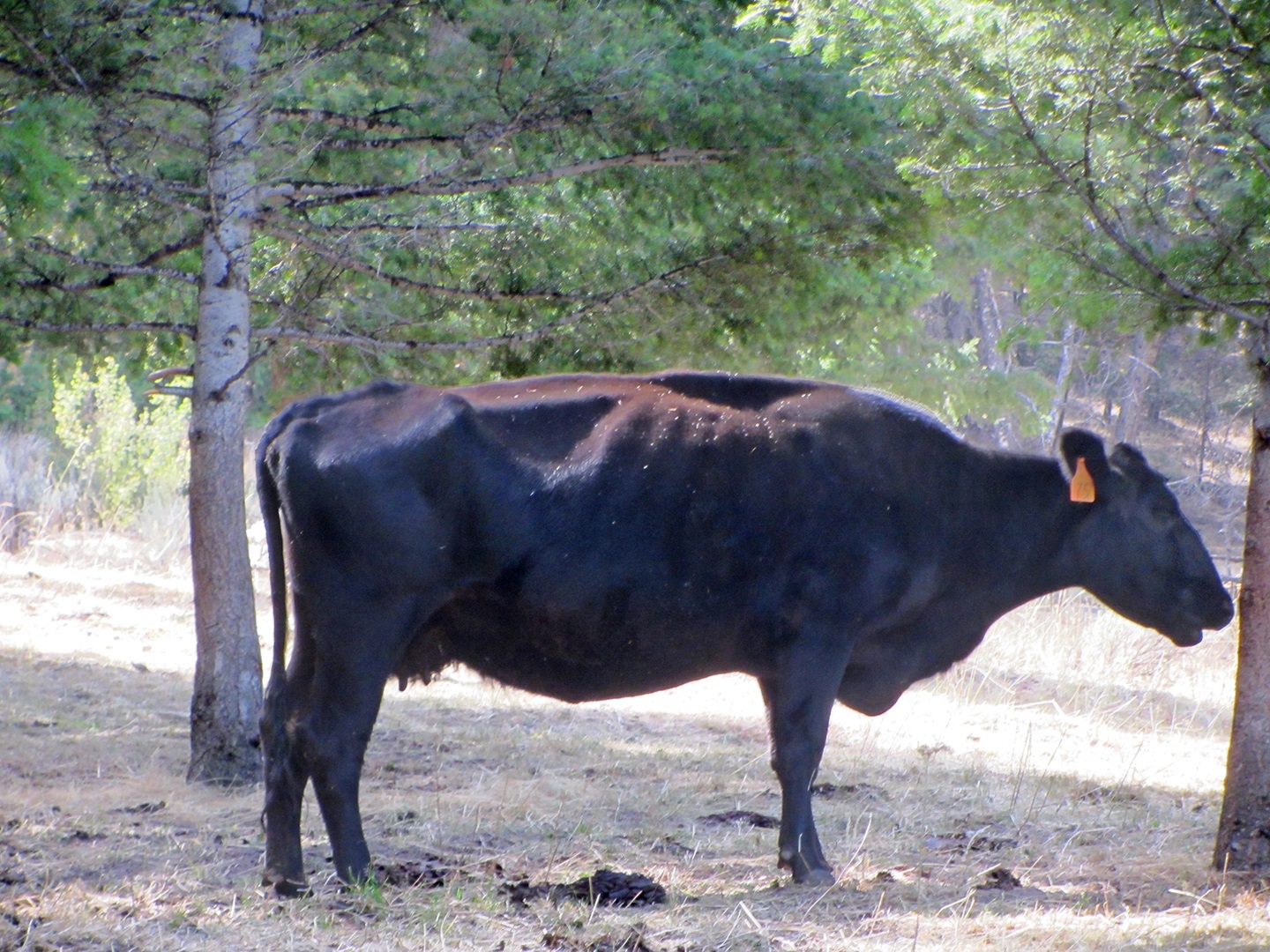 very thin cow