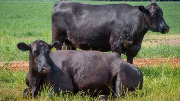 Cattle in Pasture
