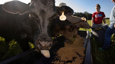UF/IFAS animal sciences students fill a trough with cattle feed. [Photo by Tyler Jones, UF/IFAS.]