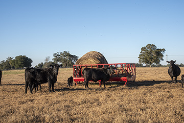 Two-bale-stationary-feeder