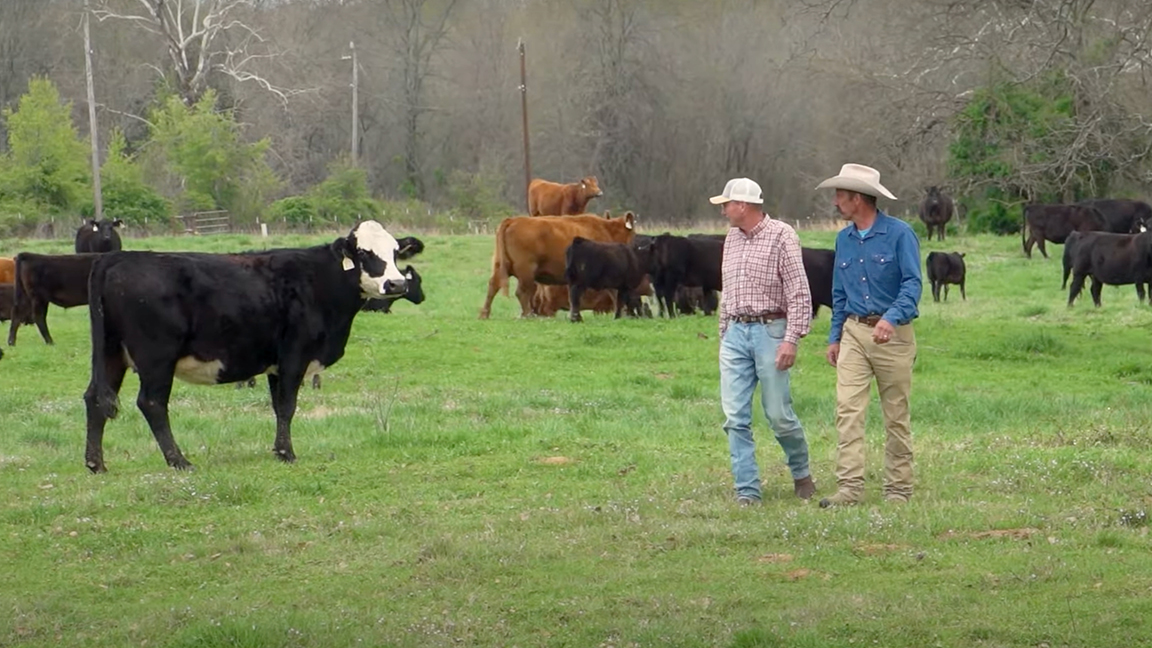 John Hambrick and his veterinarian, Kevin Fenton, check cows near Rock Island, Okla.