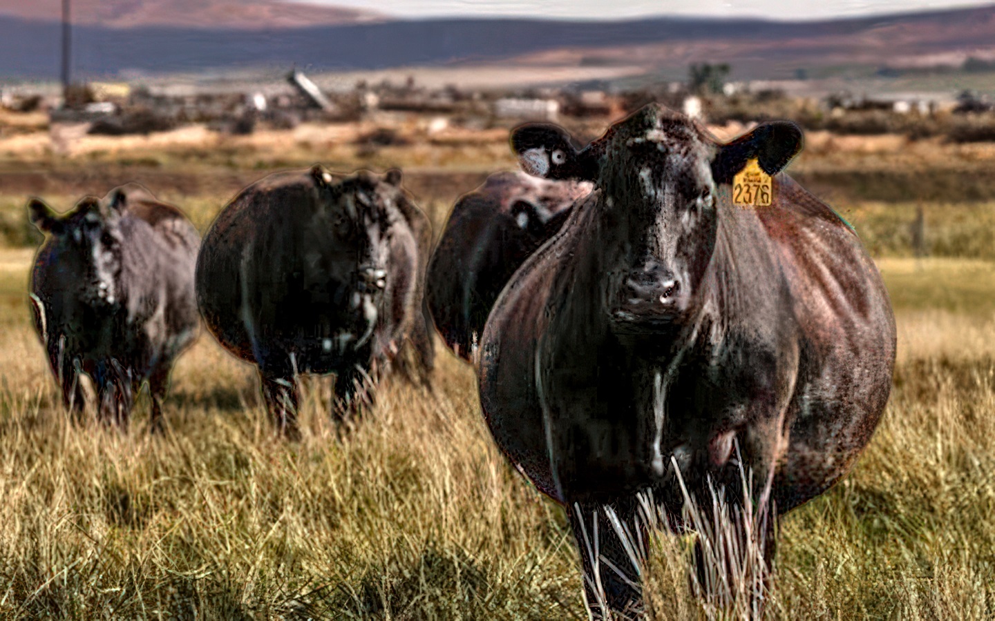 Rebuild, retain a better cow herd