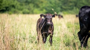 Angus calf in a pasture with tall grass.