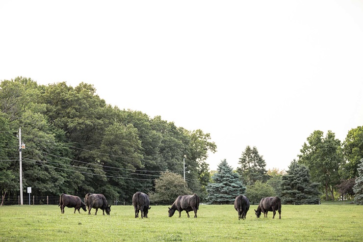 A green field with Angus cattle