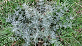 Bull thistle. Kevin Bradley, University of Missouri Extension.