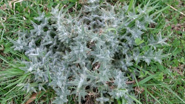 Bull thistle. Kevin Bradley, University of Missouri Extension.