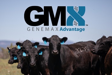 GeneMax Advantage logo and a group of black Angus cattle facing forward.