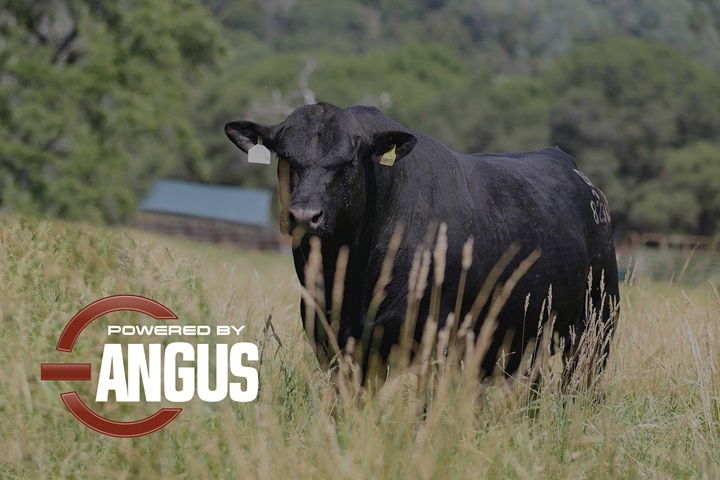 An Angus bull pushing through a pasture with the Powered By Angus logo watermark.