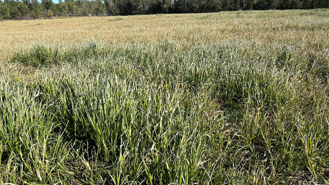 Frost-damaged sorghums may contain prussic acid, which can cause health risks for livestock. [Photo by NDSU.]