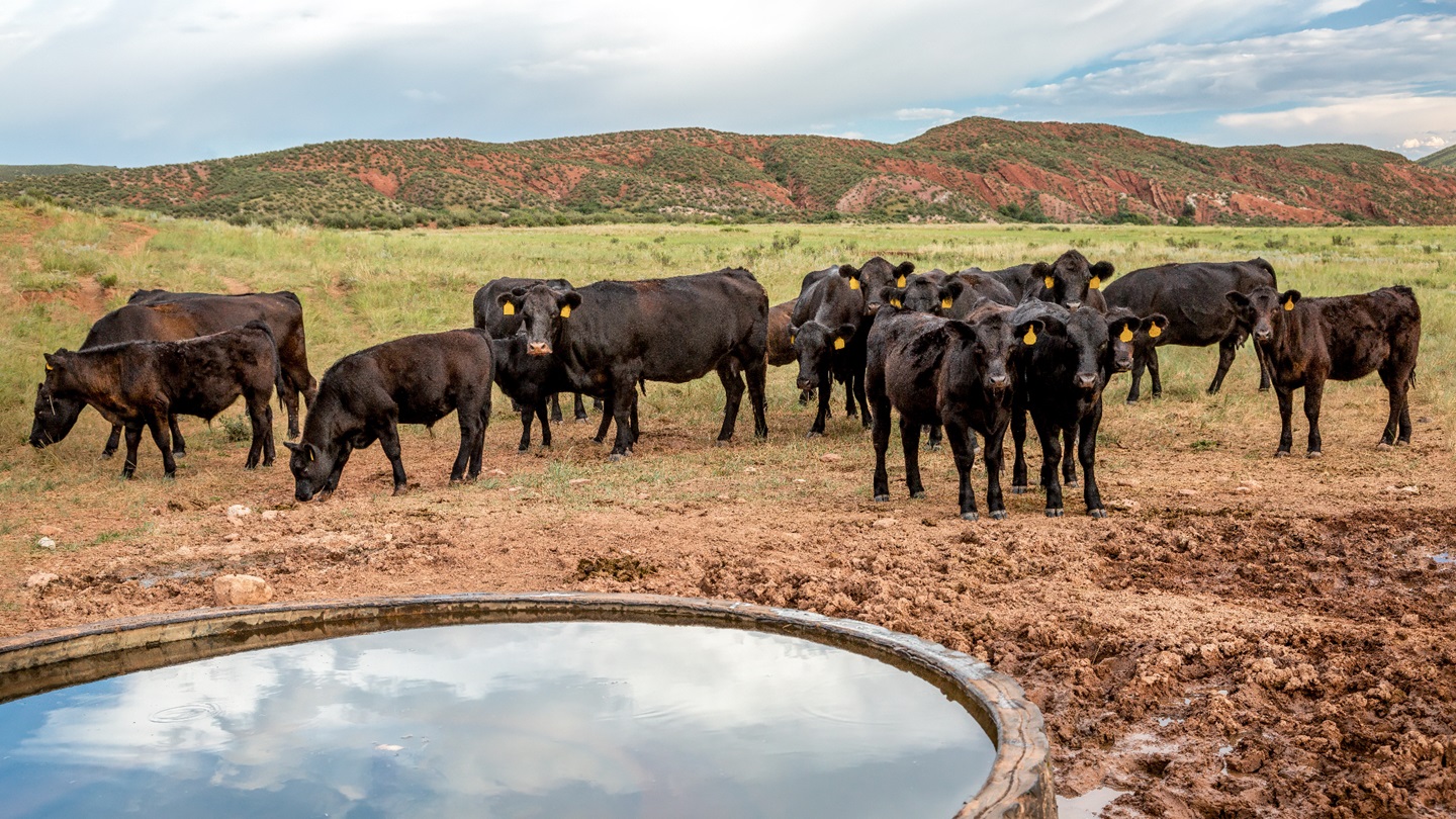 Open Grazing