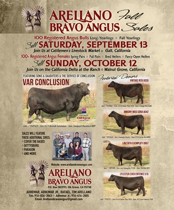 Arellano Bravo Ad